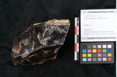Foto (Objekt + Etikett) von Quercus gigantum Ettingshausen (NHMW-GEO-2024-0188-11579)